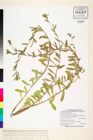 Oenothera laciniata J. Hill_標本_BRCM 6001