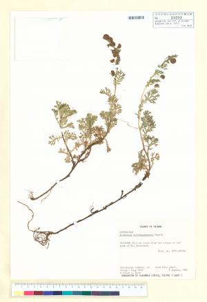 Artemisia niitakayamensis Hayata_標本_BRCM 6867