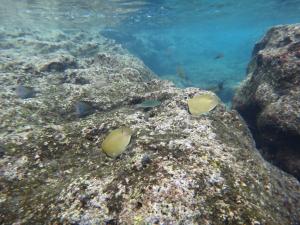 胡麻斑蝴蝶魚