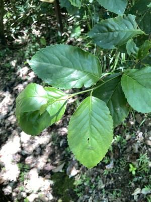 蘭嶼山桂花