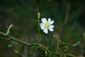 高山薔薇