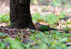 翠翼鳩