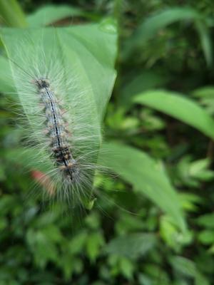 閃光苔蛾