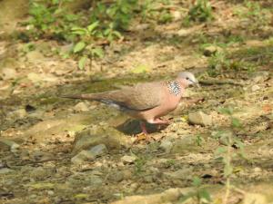 珠頸斑鳩