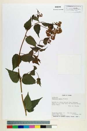 Eupatorium amabile Kitam._標本_BRCM 5734