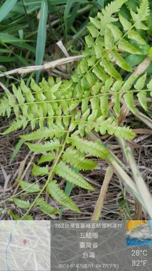 過溝菜蕨