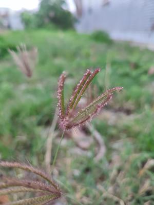 虎尾草、刺虎尾草、孟仁草