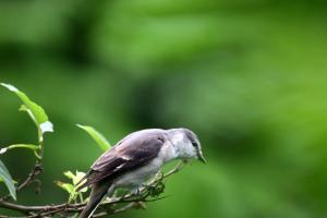 小灰山椒鳥