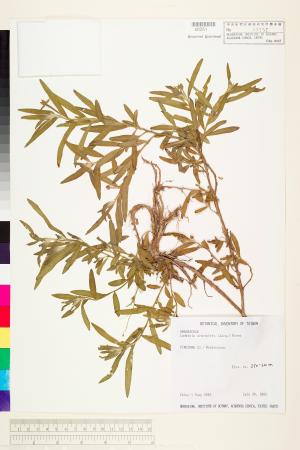 Ludwigia octovalvis (Jacq.) Raven_標本_BRCM 3579