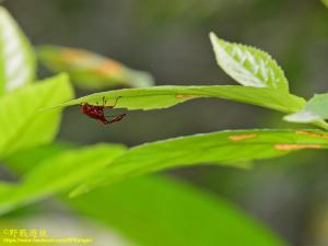 棕長頸捲葉象鼻蟲