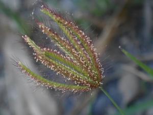 虎尾草、刺虎尾草、孟仁草