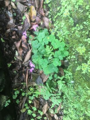 紅花酢漿草 (紫花酢漿草)