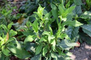 山萵苣為部落常用野菜