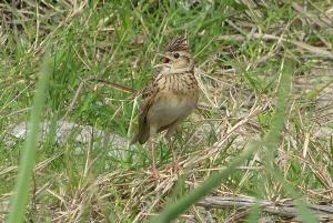 Oriental Skylark