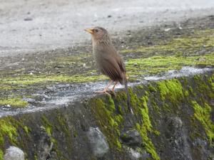 台灣畫眉