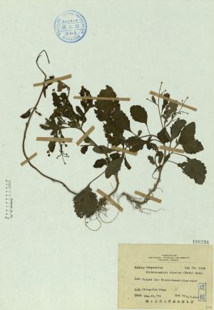 Dichrocephala bicolor (Roth) Schl._標本_BRCM 4581