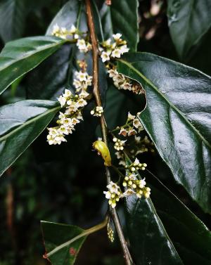 臺灣山桂花