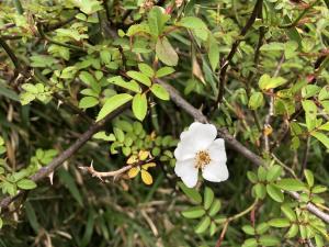 高山薔薇