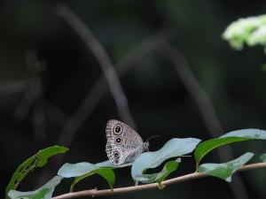 台灣波紋蛇目蝶