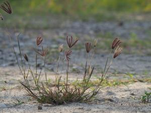 虎尾草、刺虎尾草、孟仁草