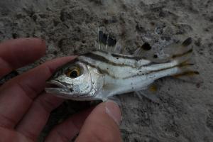 細鱗鯻  彎紋釘公 花身雞魚