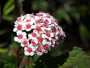 玉山繡線菊