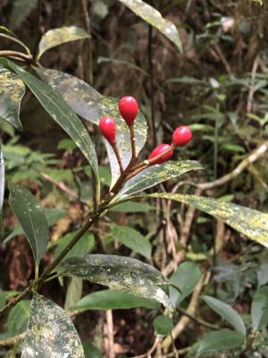 台灣茵芋