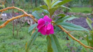 鳳仙花