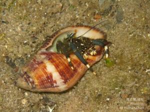 綠色細螯寄居蟹 (螺殼為橄欖螺) 