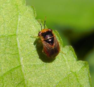 #755 南亞大眼長椿Geocoris ochropterus (Fieber,1844)