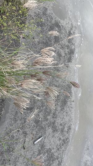 虎尾草、刺虎尾草、孟仁草