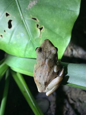 斑腿泛樹蛙