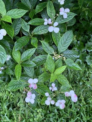 華八仙(華南分布)