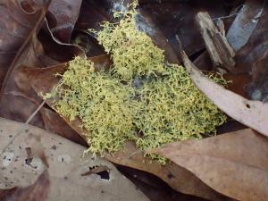 Fuligo aurea(金黃煤絨黏菌)