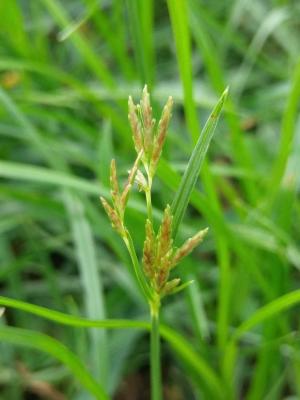 香附子 (香頭草)