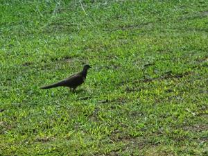 珠頸斑鳩