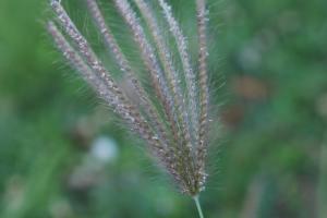 虎尾草、刺虎尾草、孟仁草