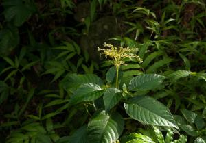 小花蛇根草