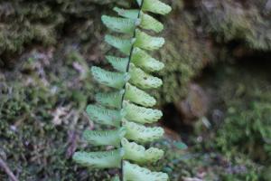 生芽鐵角蕨(承名變種)