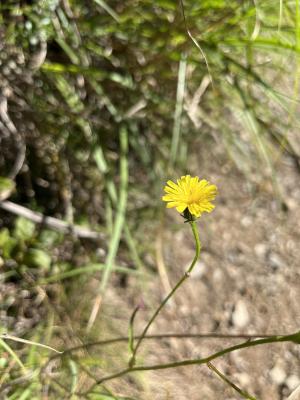 高山毛連菜