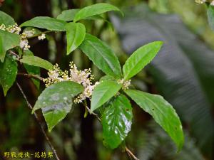 臺灣山桂花