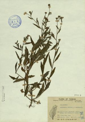 Kalimeris indica (L.) Schltz-Bip_標本_BRCM 4354