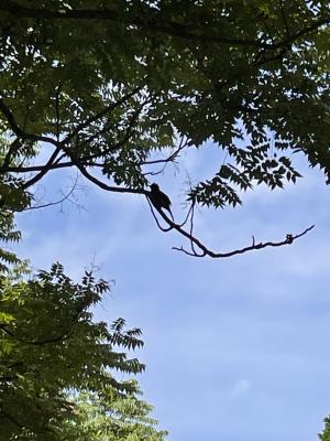 紅嘴黑鵯（台灣亞種）