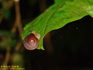 郇和島蝸牛（斯文豪氏島蝸牛）