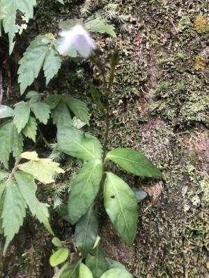 鐘花草 (鐘刺草)