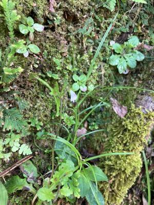 阿里山通泉草