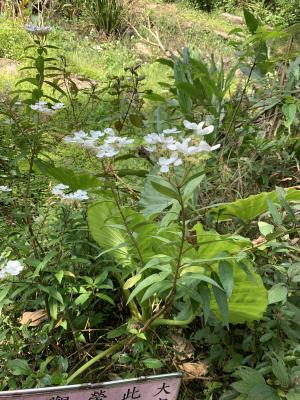 華八仙(華南分布)