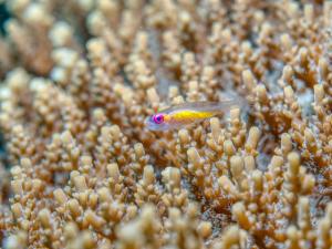 Purple-eye Goby