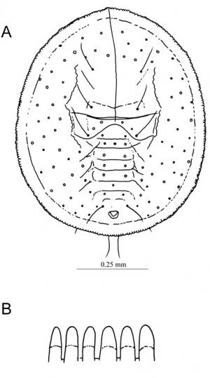 Crenidorsum micheliae  (Takahashi, 1932)  黃玉蘭摺粉蝨