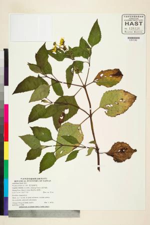 Wedelia biflora (L.) DC._標本_BRCM 7622